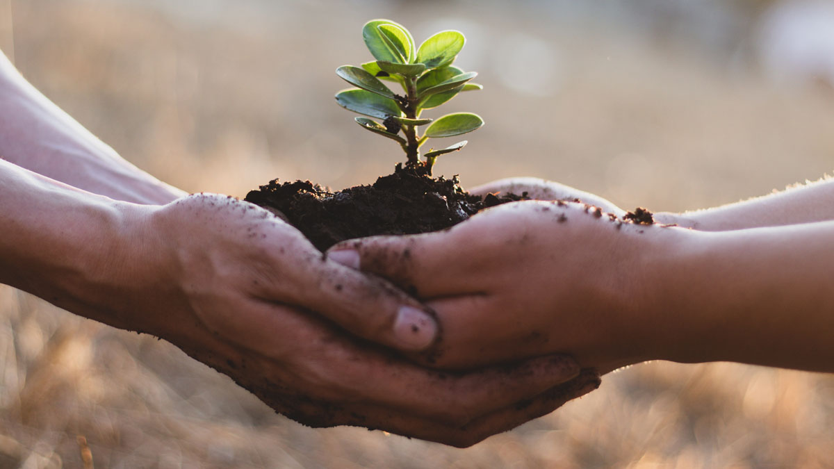 The hands of two people cradling a seedling in soil 