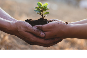 Photo of two hands of two people holding some soil and a tiny plant in some soil.